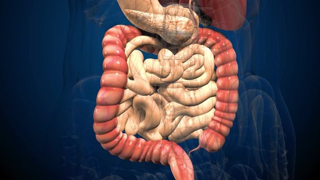 3D render illustration digestive system .
Human anatomy. Muvement guts inside abdomen