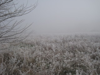frosty field