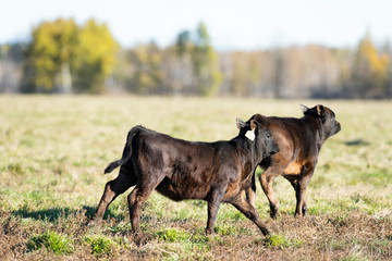 Fototapeta na wymiar Black Angus calves in a pasture on a Minnesota Farm