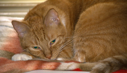 cat with green eyes on blanket