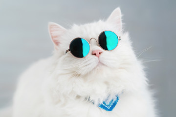 Portrait of highland straight fluffy cat with long hair and round sunglasses. Fashion, style, cool...