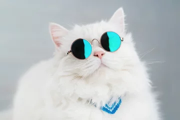 Fotobehang Portret van hoogland rechte pluizige kat met lang haar en ronde zonnebril. Mode, stijl, cool dierenconcept. Studiofoto. Witte poes op grijze achtergrond © kohanova1991