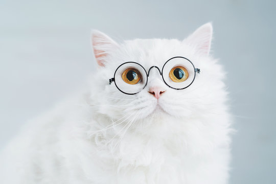 Domestic Soigne Scientist Cat Poses On White Background Wall. Close Portrait Of Fluffy Kitten In Transparent Round Glasses. Education, Science, Knowledge Concept