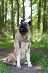 American akita dog portrait	