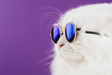 Close portrait of white furry cat in fashion sunglasses. Studio photo. Luxurious domestic kitty in...