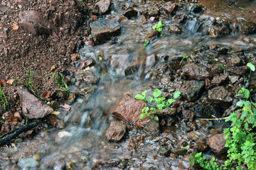 Mountain spring forest woods stara planina balkan old mountain sopur serbia
