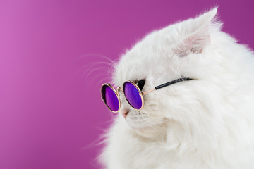 Close portrait of white furry cat in fashion sunglasses. Studio photo. Luxurious domestic kitty in...