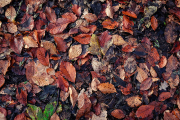 die verschiedenen Farben des Herbstes