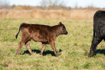 Black Angus calves in a pasture on a Minnesota Farm