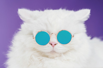Portrait of highland straight fluffy cat with long hair and round sunglasses. Fashion, style, cool...