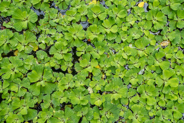 Water cabbage, water lettuce, Nile cabbage or shell flower. This aquatic plant was discovered from the Nile river.