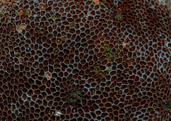 Coral reef texture 