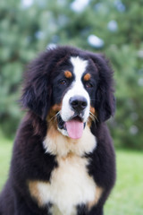 Bernese mountain dog puppy in kennel. Cute puppy posing outside.	