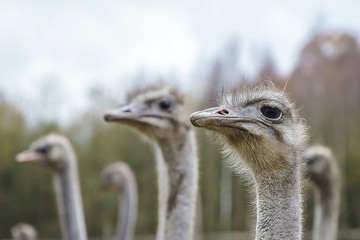 beautiful birds Strauss pose for viewers