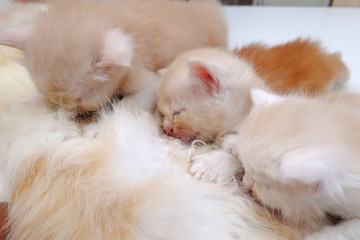 Mother cat breastfeeding little kittens on the floor