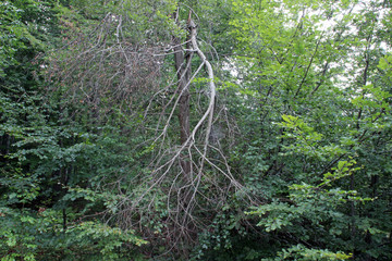 Broken tree branch forest woods park lush summer