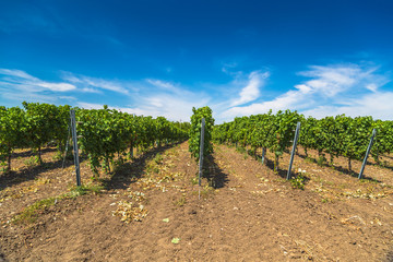 Rows of green vines in a vineyard in rural Moldova
