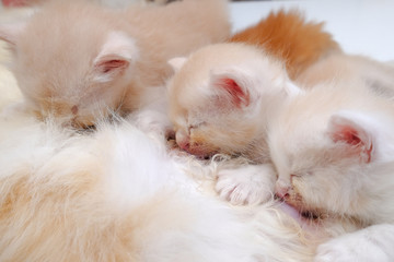 Mother cat breastfeeding little kittens on the floor