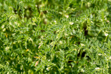 Green pod chickpea are growing on the field