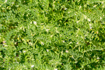 Green pod chickpea are growing on the field