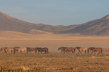 Wild Horses in the Utah Desert
