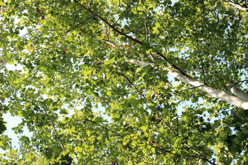 Fototapeta na wymiar Plane platanus tree crown green leaves
