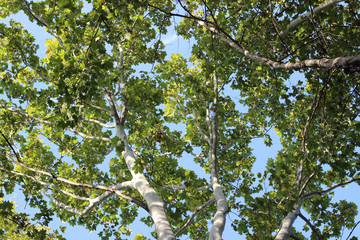 Fototapeta premium Plane platanus tree crown green leaves