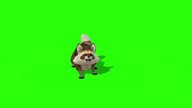 Raccoon Animal Attack Die Green Screen 3D Rendering Animation