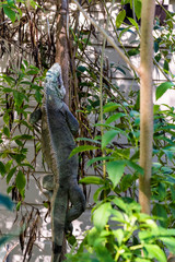 A green Iguana tree climbing in Grenada