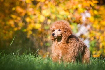 Beautiful poodle in the colorful autumn. Dog in gold park.