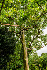 A Rainbow Eucalyptus tree growing on the Caribbean Island of Grenada