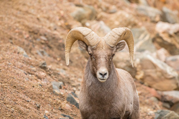 Obraz premium Bighorn Sheep Ram Close Up