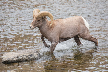 Bighorn Sheep Ram Wading Across South Platte River