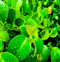 The small insect in the plant