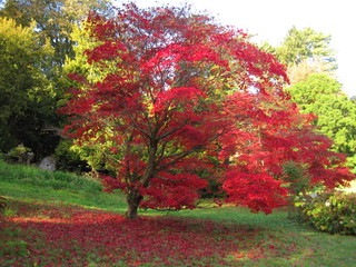 Naklejka premium autumn leaves