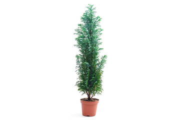 Chamaecyparis lawsoniana Ellwoodii plant in flower pot