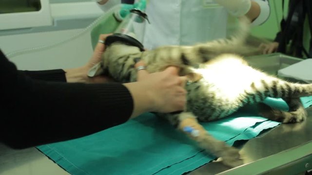 the cat twists on the operating table as it sinks under anesthesia