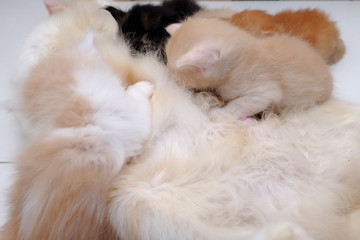 Mother cat breastfeeding little kittens on the floor