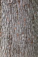 pine bark texture