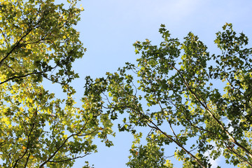 Plane platanus tree crown green leaves