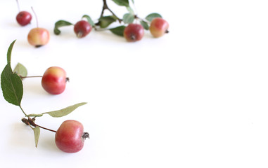 Ripe organic fresh mini apples on white wooden background . Top view. Space for text in corner .