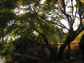 Obraz premium old tree