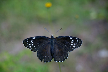 mariposa