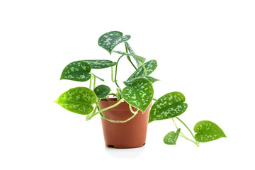 Scindapsus pictus plant in flower pot