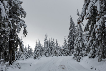 Christmas background, snow covered forest in winter