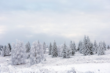 Obraz premium Winter landscape with frozen trees