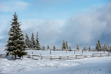 Snow covered frozen trees in the mountains