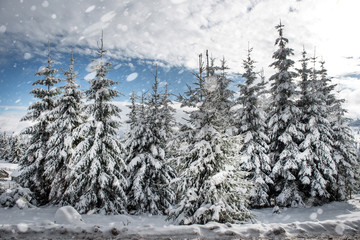 Snow fall in winter forest
