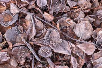 Frozen leafs of forest floor