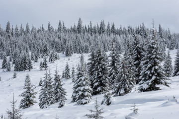 Trees covered with hoarfrost and snow